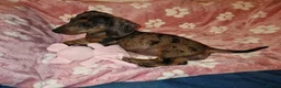 Miniature Dachshund dogs for sale: Female miniature dachshund for sale in Barnsley - Advert 6