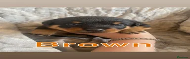 Brown collar
