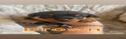 Rottweiler dogs for sale: Big chunky litter of 9 puppies - Advert 6