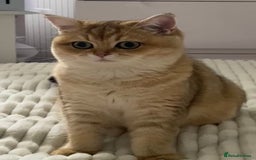 British Shorthair cats for sale: Golden Brit Female Cat- Looking for a Loving Home - Image 2