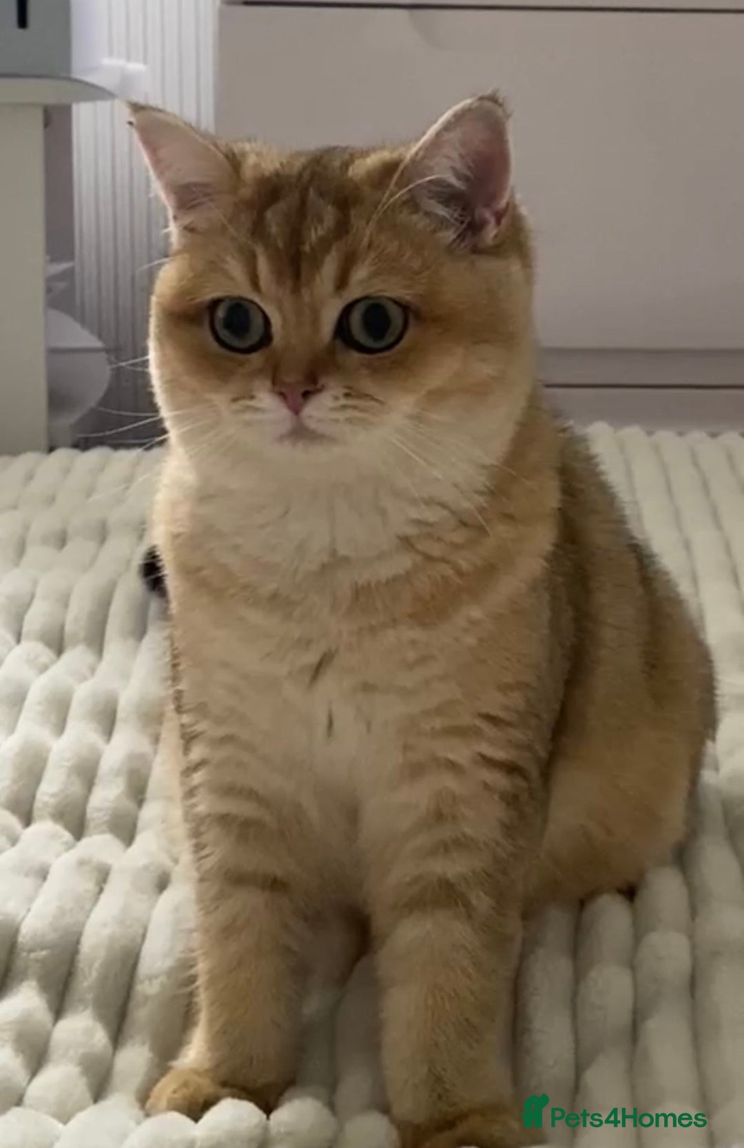 British Shorthair cats for sale: Golden Brit Female Cat- Looking for a Loving Home - Image 2