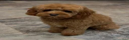 Cavapoo dogs for sale: Confirmed litter of F1b Cavapoo’s  - Advert 1