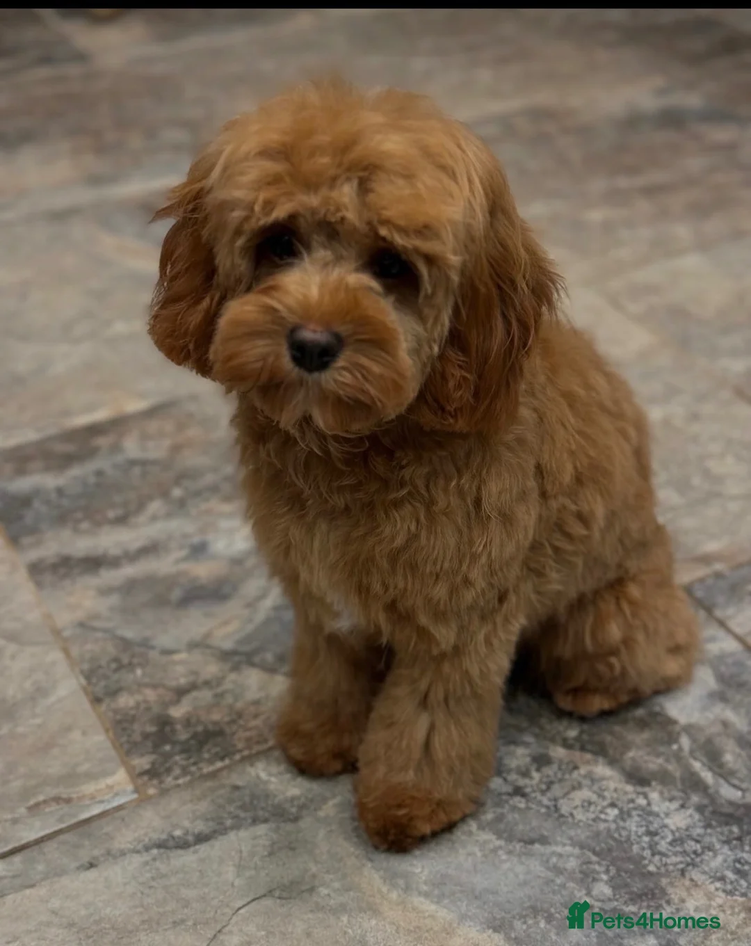 Cavapoo dogs for sale: Confirmed litter of F1b Cavapoo’s  - Advert 1