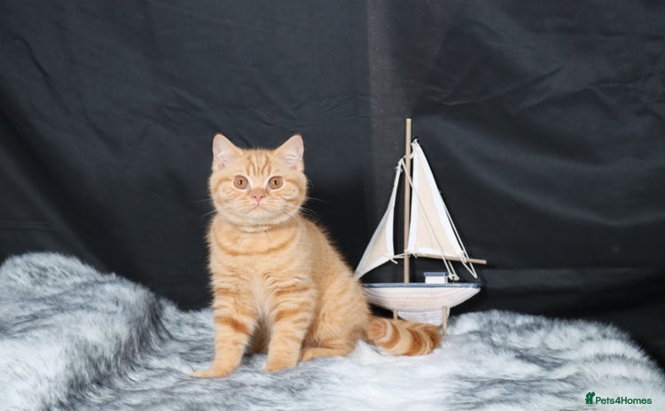British Shorthair cats - Advert 3