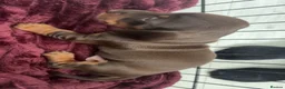 Dachshund dogs for sale: 3 beautiful unusual colours Dachshund  in Burnham-on-Sea - Advert 5