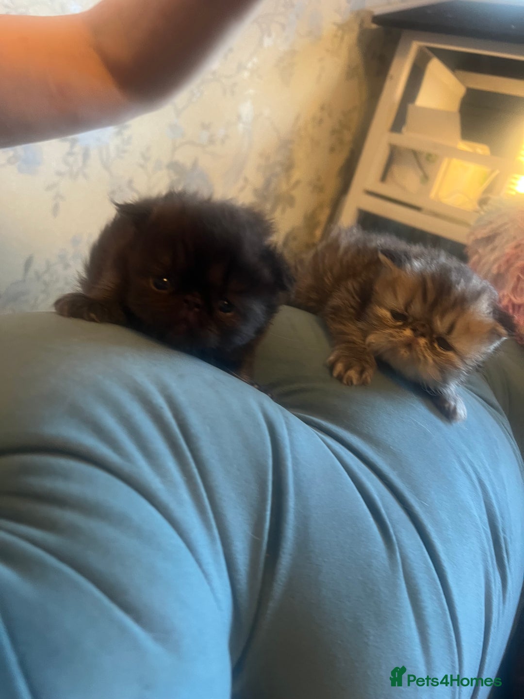 Persian cats for sale: Champion Line Persians  Black & Brown Tabby Girls - Image 9