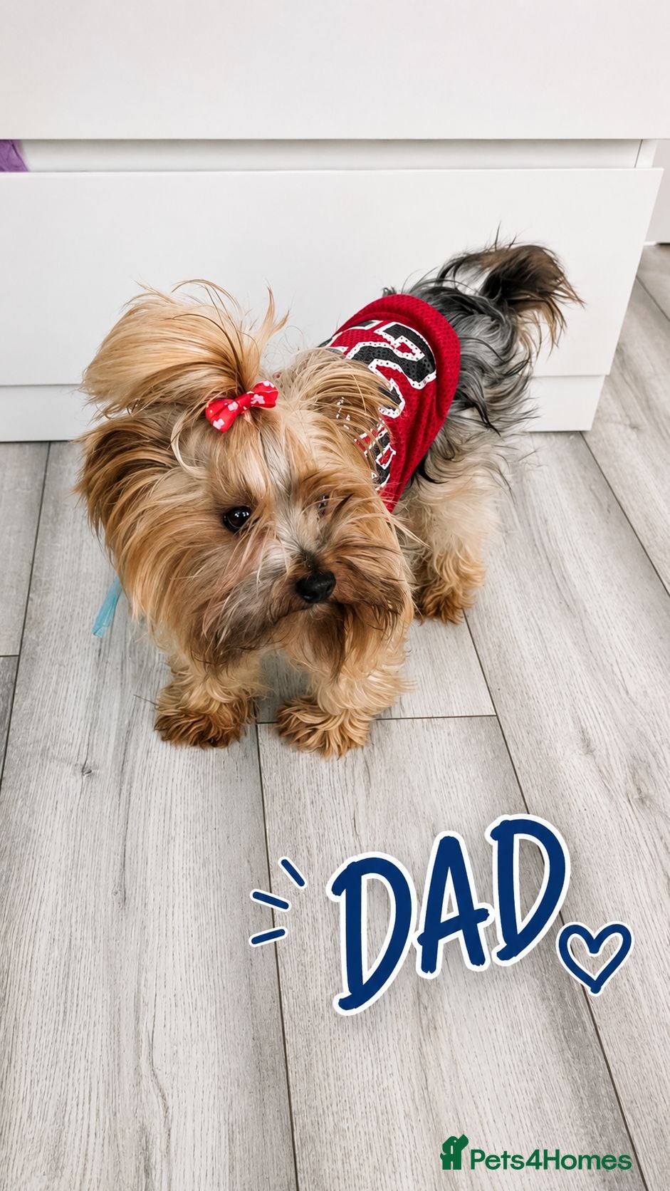 Yorkshire Terrier dogs Yorkshire terriers puppies  - Advert 2