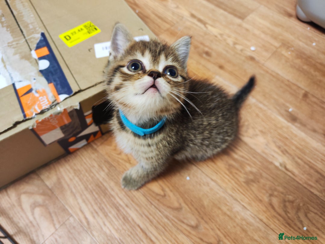 British Shorthair cats for sale: British Shorthair Kittens Full Pedigree Parents  - Advert 29