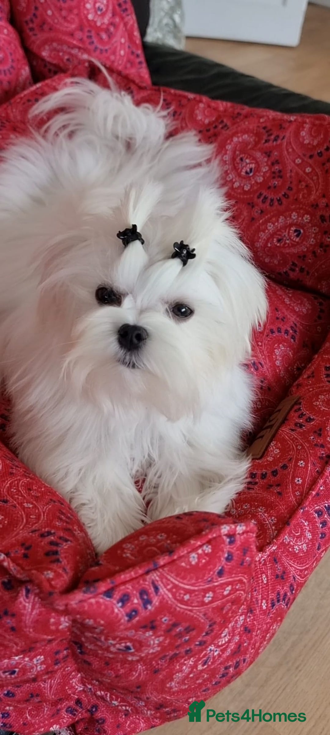 Maltese dogs for stud: Miniature Korean Maltese Stud in Watford - Image 6