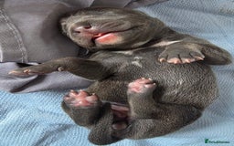 Staffordshire Bull Terrier dogs for sale: Staffordshire Bull Terrier Puppies - Image 3