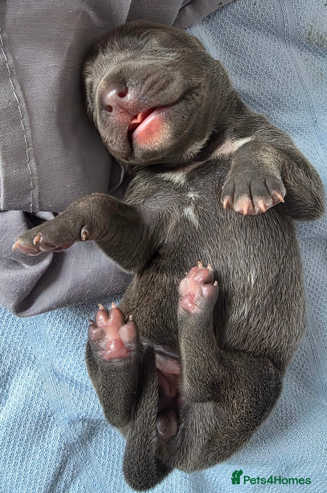 Staffordshire Bull Terrier dogs for sale: Staffordshire Bull Terrier Puppies - Image 3