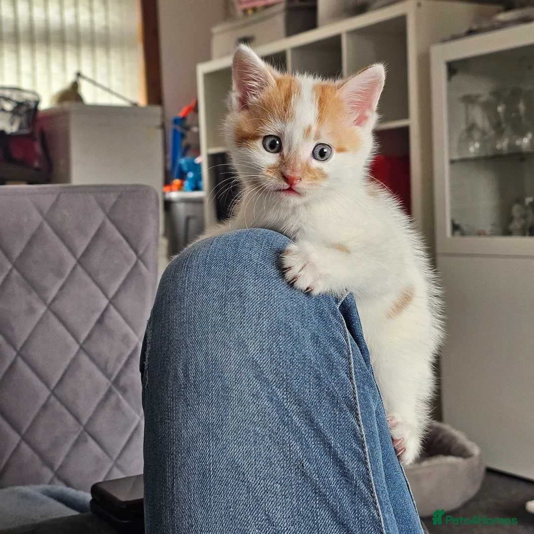 Mixed Breed cats for sale: *LAST KITTEN LEFT* REDUCED Kittens for sale  - Advert 2
