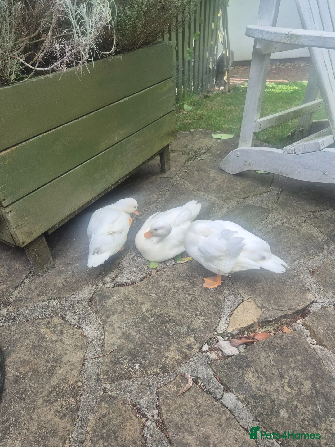 Ducks poultry for sale: 3 x call drakes white in Southampton - Advert 3