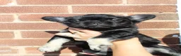 French Bulldog dogs for sale: Fluffy frenchie pups - Advert 6