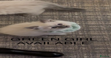 Ragdoll cats - Advert 15