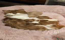 British Shorthair cats for sale: Fawn male Shorthair Tica  - Image 5