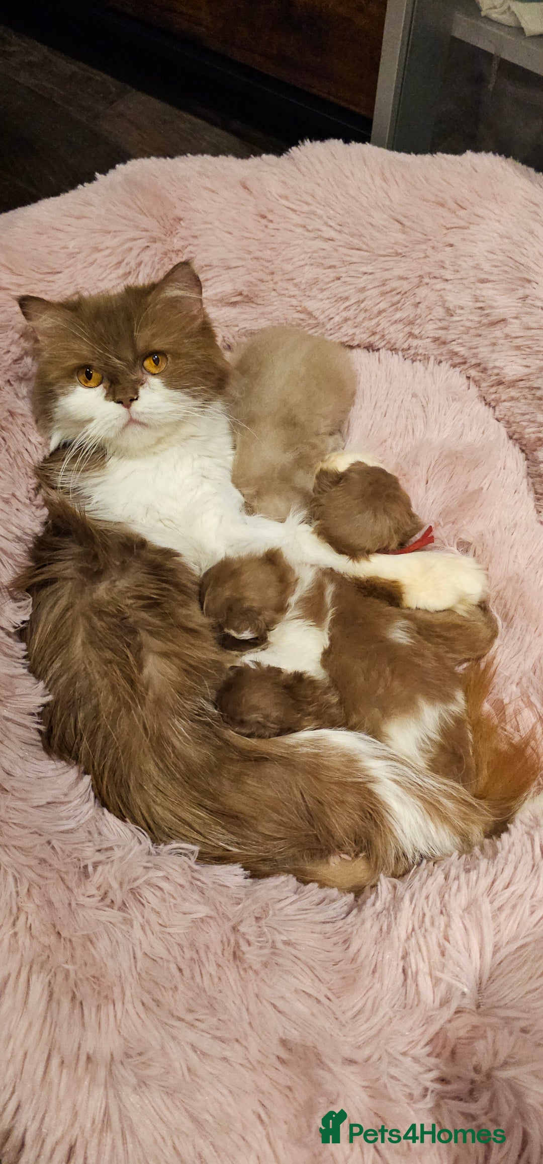 British Shorthair cats for sale: Fawn male Shorthair Tica  - Image 5