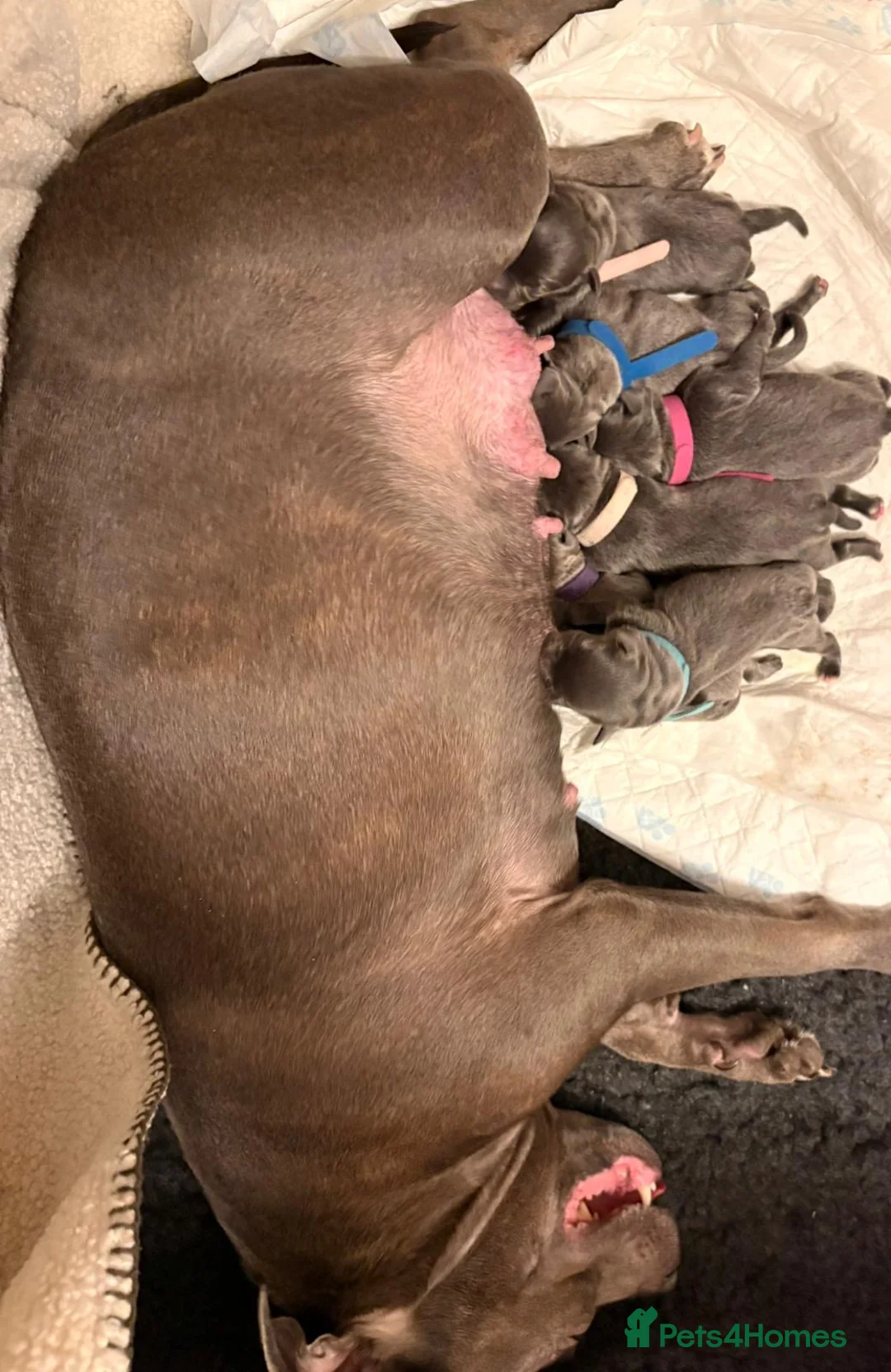 Staffordshire Bull Terrier dogs for sale: Blue Staffordshire Bull Terrier - Advert 6