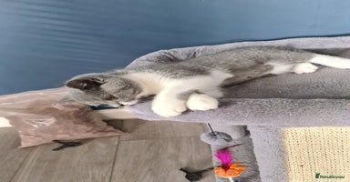 British Shorthair cats - Advert 9