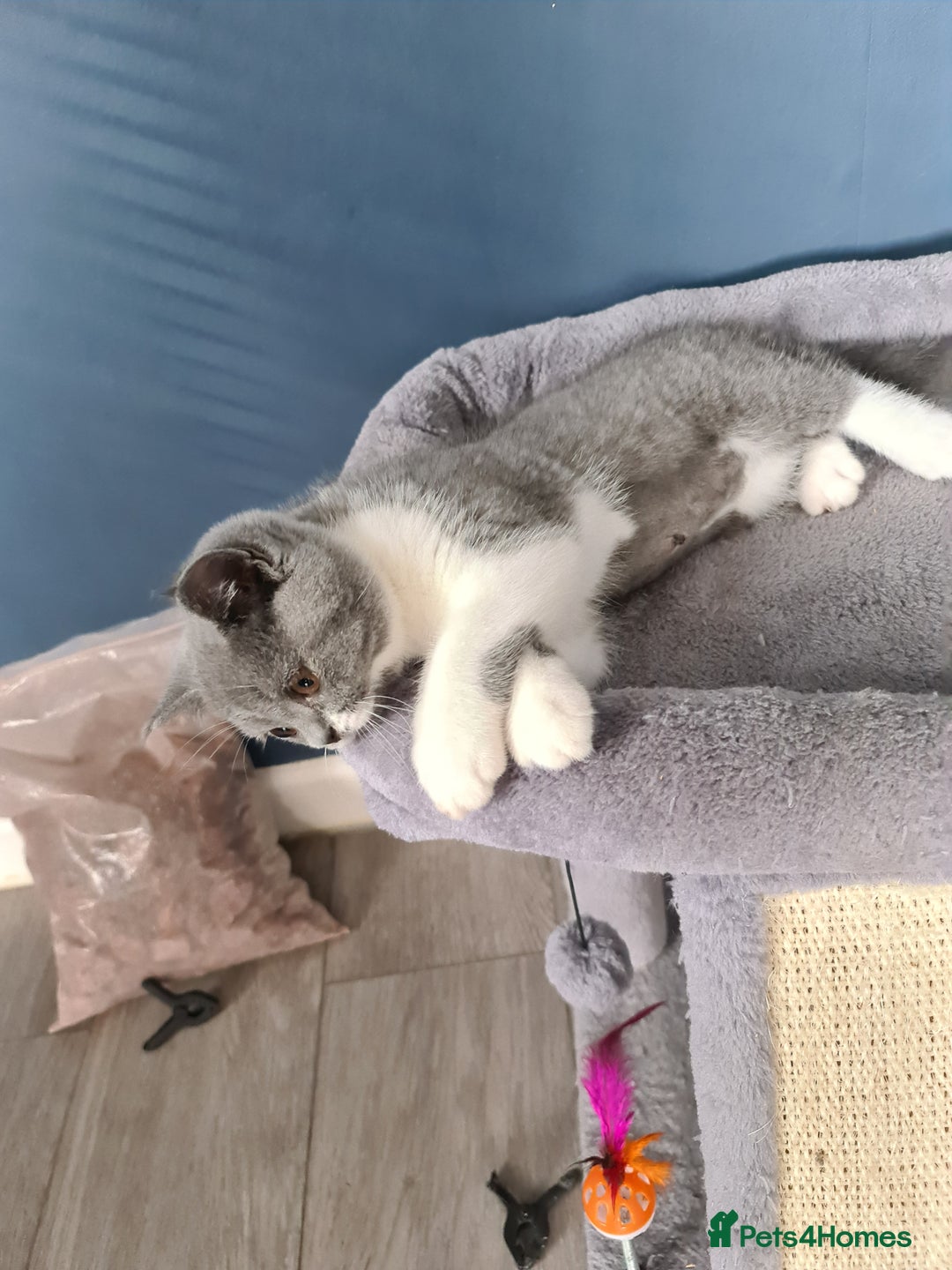 British Shorthair cats for sale: Last beautiful British Shorthair kitten READY NOW - Image 2