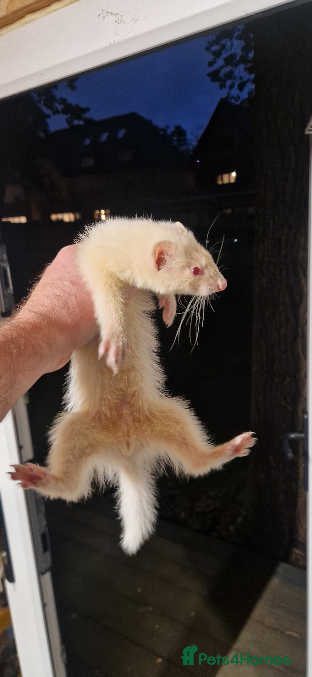 Ferret rodents for sale: Ferrets kits for sale - Image 2