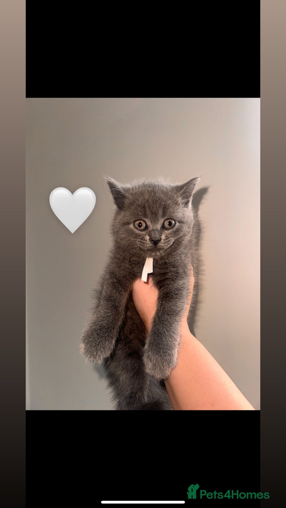 British Shorthair cats for sale: BEAUTIFUL BSH MALE KITTENS READY NOW🐾✨ - Image 6