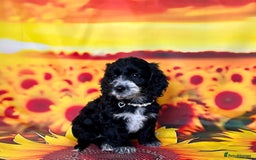 Cockapoo dogs for sale: ⭐️Rare Silver Phantom DNA CLEAR Mini F1 Cockapoos - Image 19