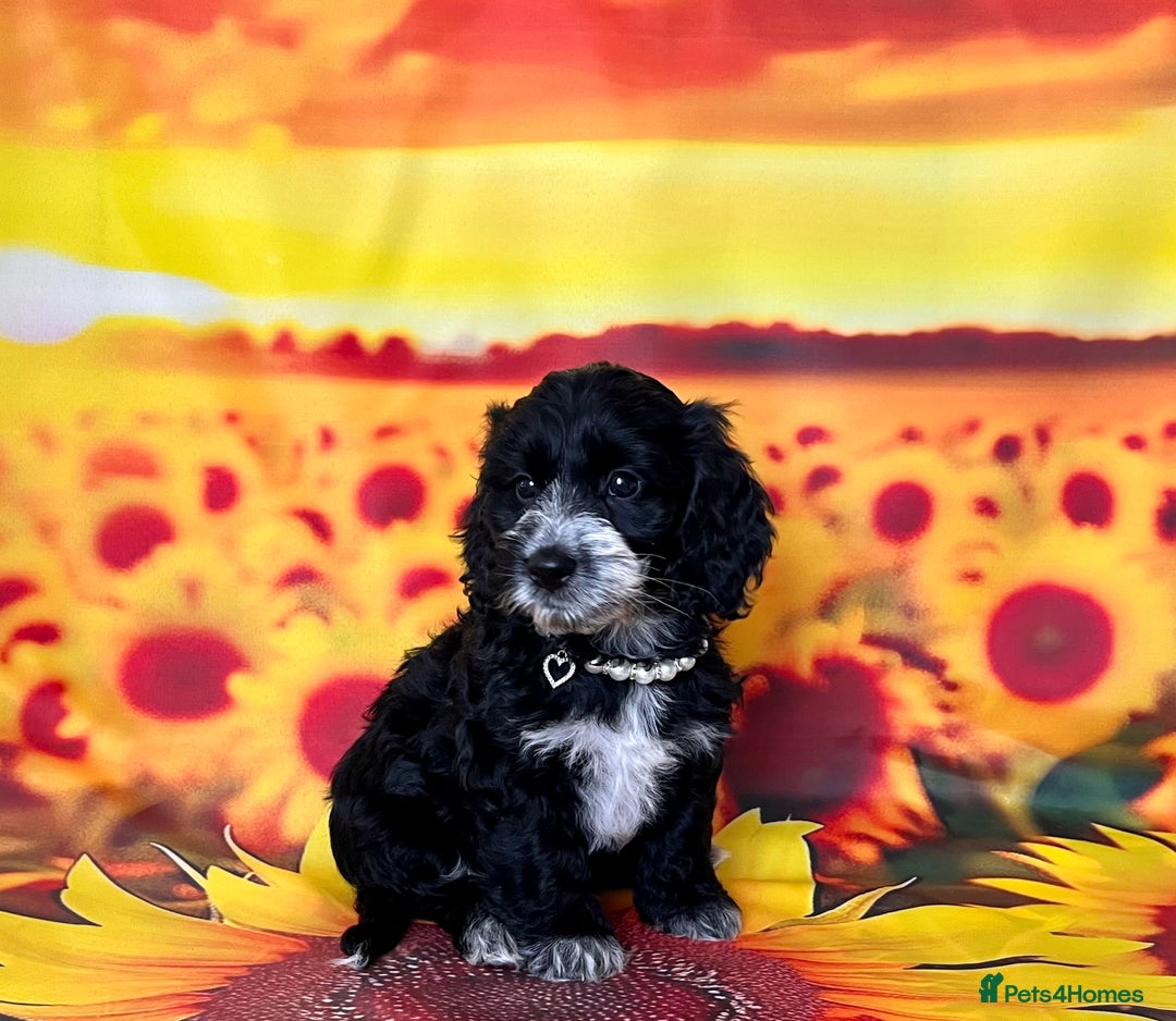 Cockapoo dogs for sale: ⭐️Rare Silver Phantom DNA CLEAR Mini F1 Cockapoos - Image 19