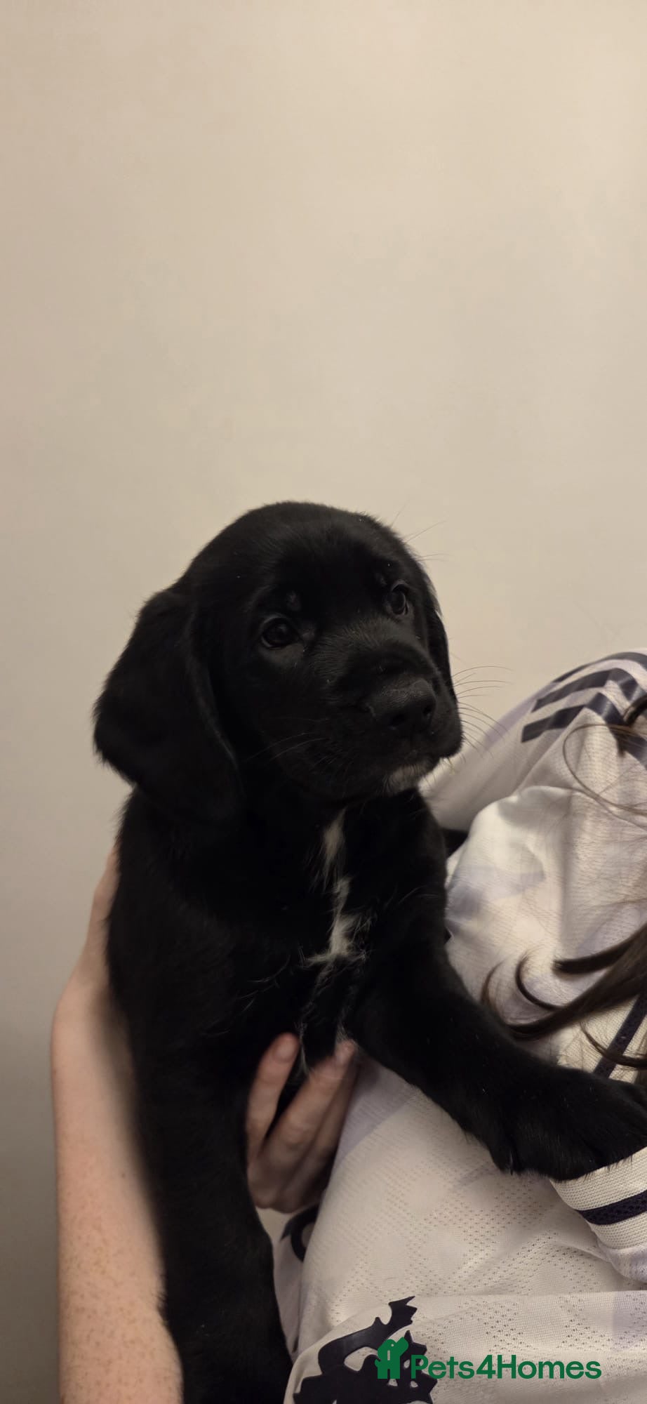 Mixed Breed dogs 9 Cocker shepherds pups for sale  - Advert 2