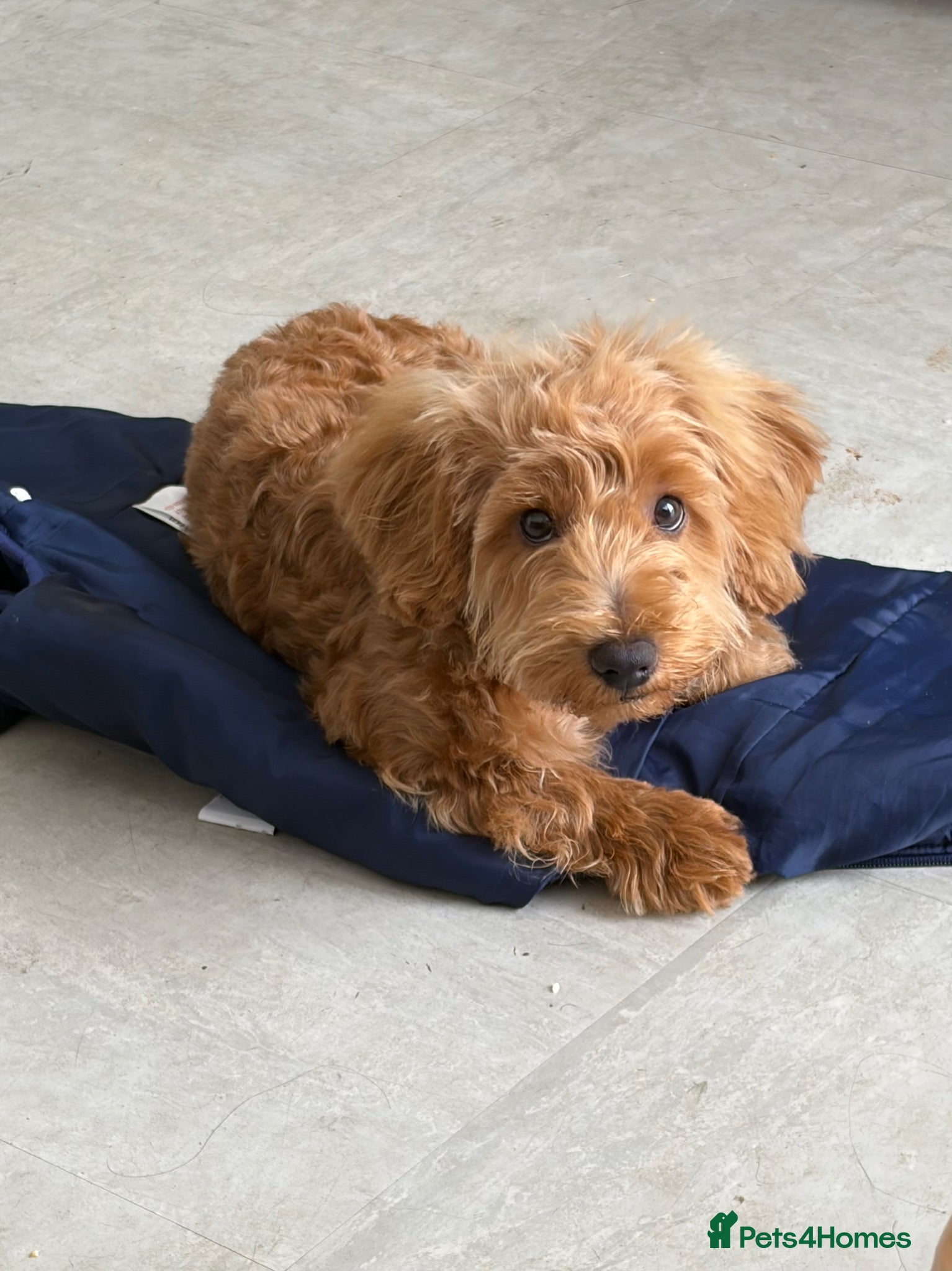 Cockapoo dogs Cockapoo - Advert 17