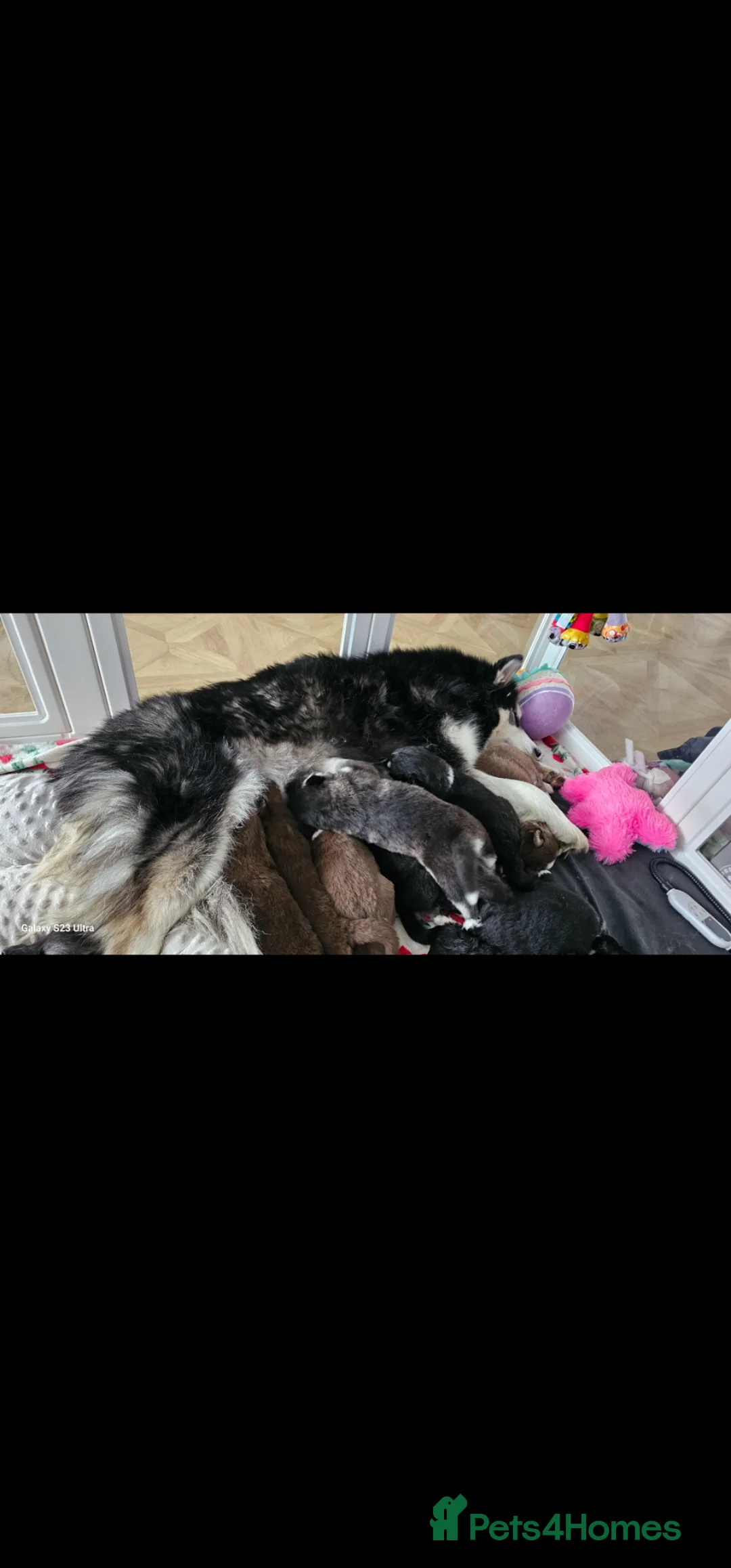 Siberian Husky dogs for sale: Beautiful Siberian Husky - Advert 2