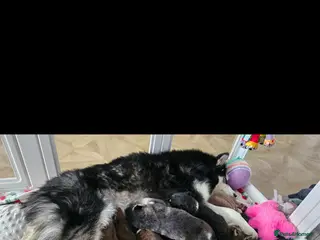 Siberian Husky dogs Beautiful Siberian Husky - Advert 1