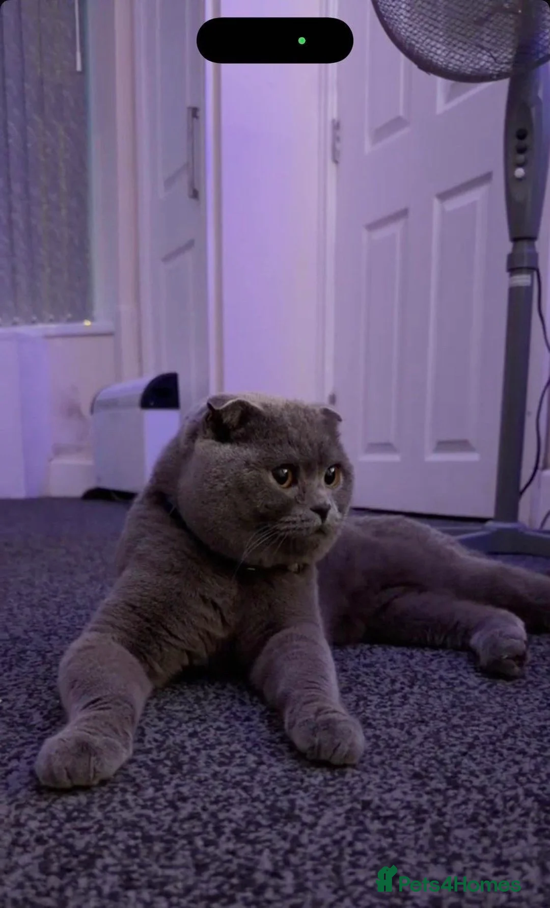 Scottish Fold cats for sale: Scottish Fold Male 🐾 - Advert 1