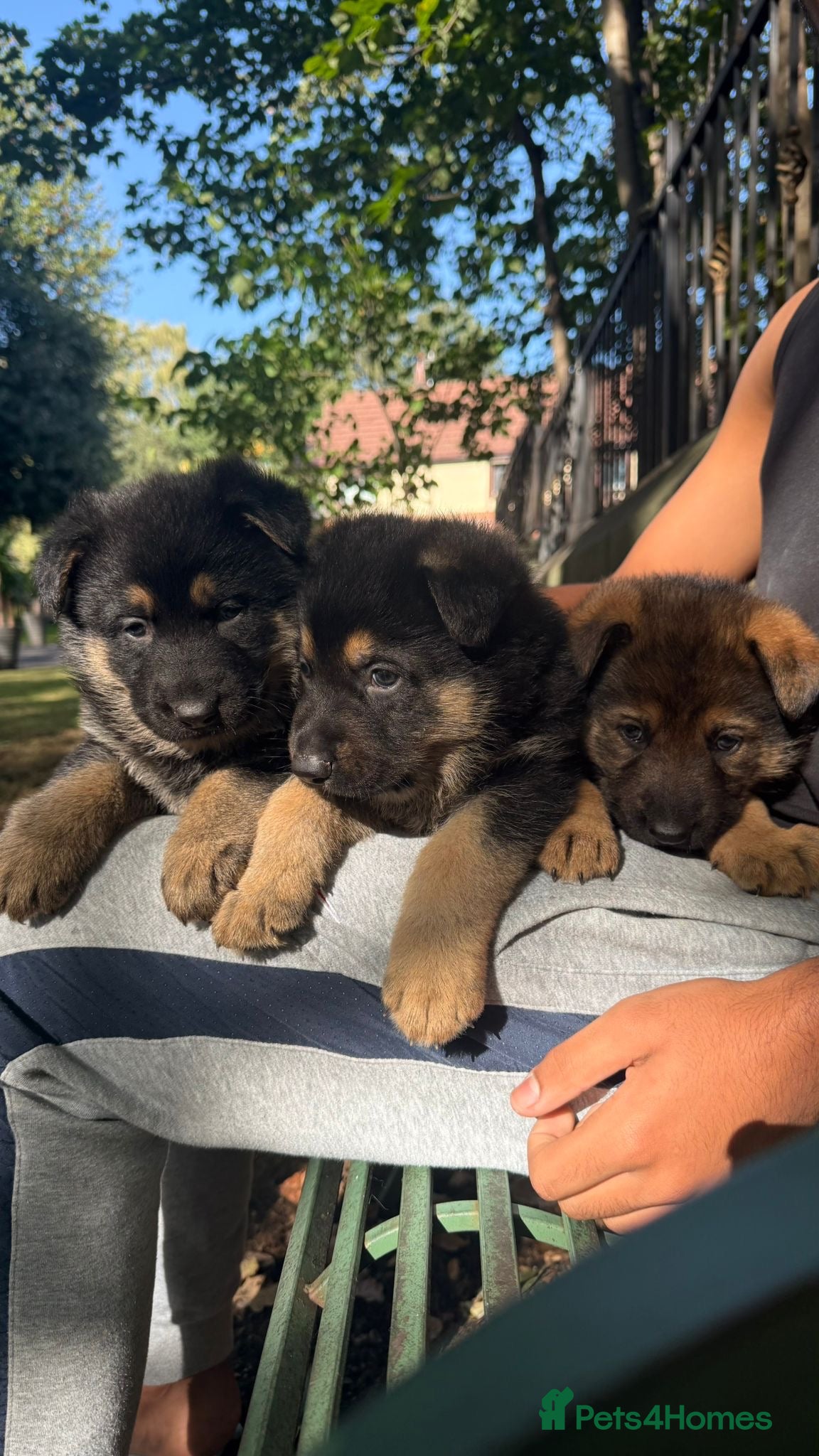 German Shepherd dogs Beautiful Pure Bread German Shepherds - Advert 4