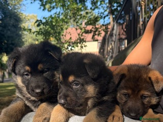 German Shepherd dogs - Advert 30