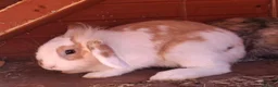 English Lop rabbits for sale: Doe and buck bunnies £ 35 each - Advert 8