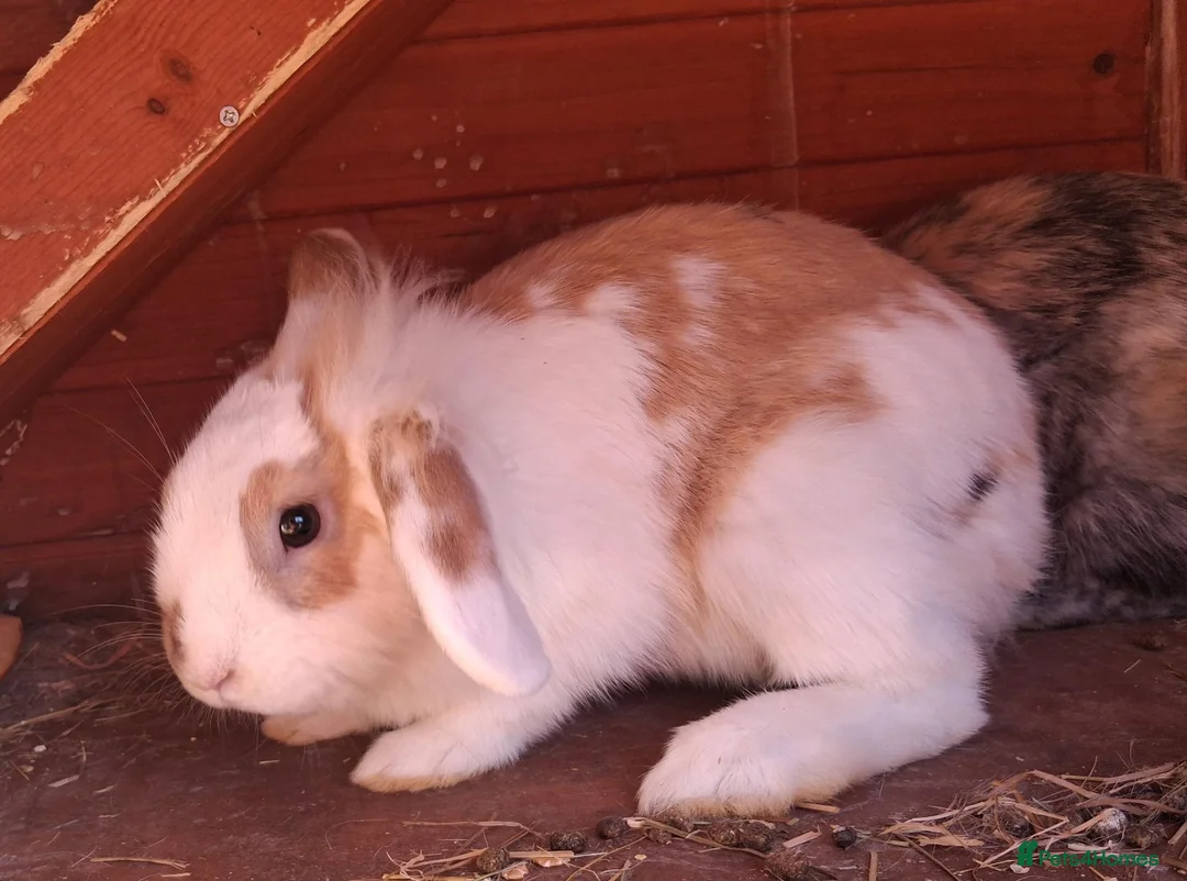 English Lop rabbits for sale: Doe and buck bunnies £ 35 each - Advert 8