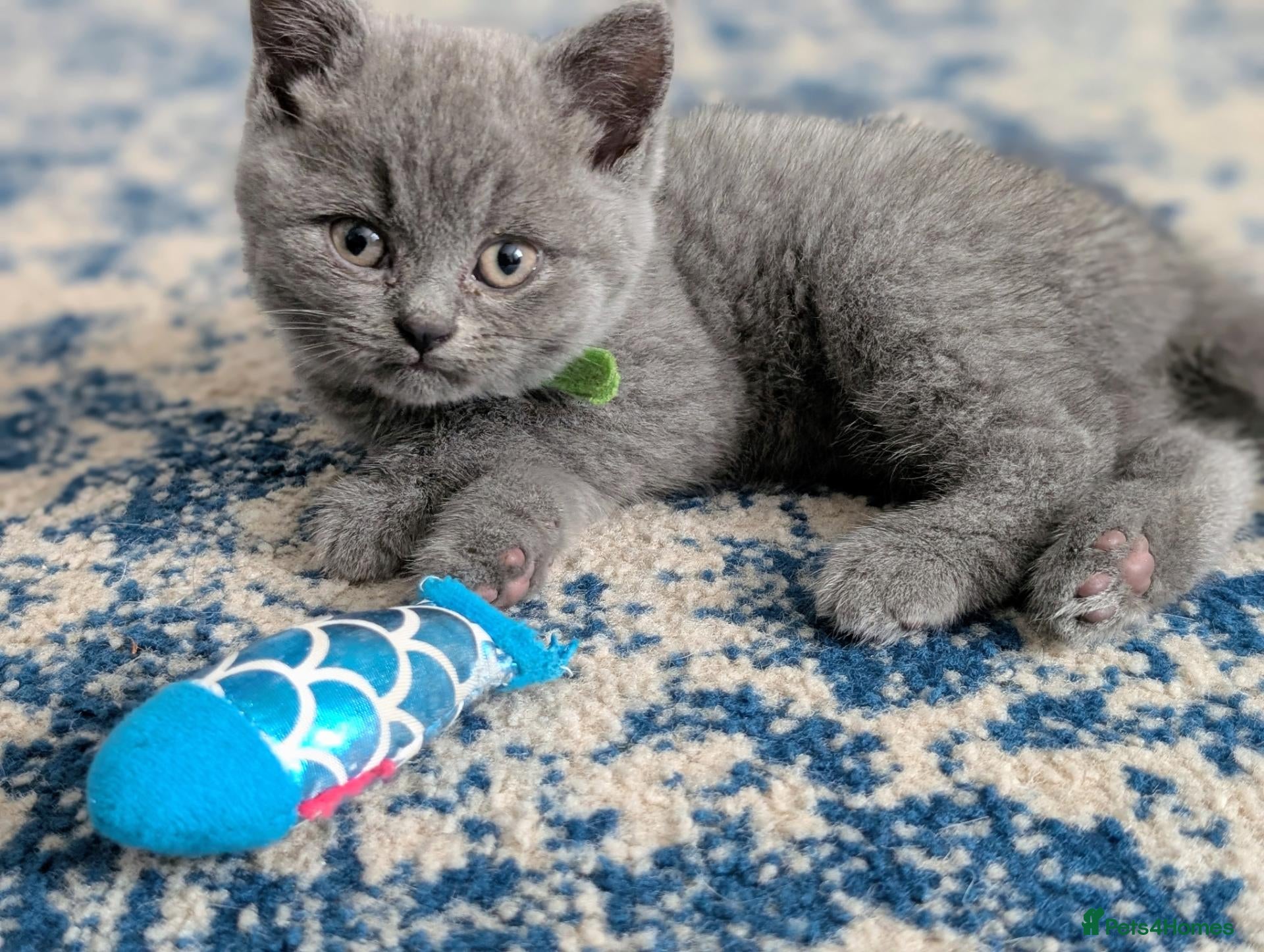 British Shorthair cats ❤️❤️Stunning GCCF Beautiful BSH kittens ❤️❤️  - Advert 2