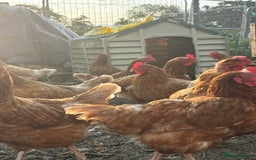 Chickens poultry for sale: Hens £5-£10 - Image 1
