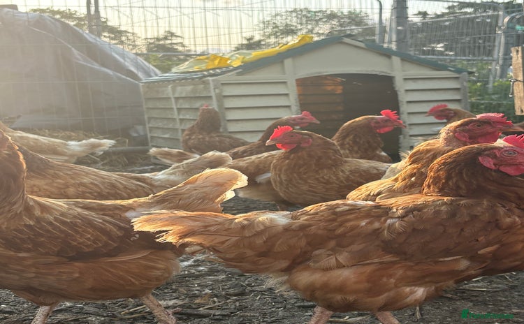 Chickens poultry - Advert 4