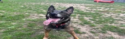 Mixed Breed dogs for sale: Jenna  in Stockton-on-Tees - Advert 1