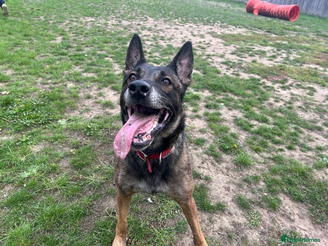 Mixed Breed dogs for sale: Jenna  in Stockton-on-Tees - Advert 1