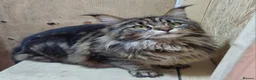 Maine Coon cats for sale: TICA REGISTERED FEMALE AVAILABLE  - Advert 3