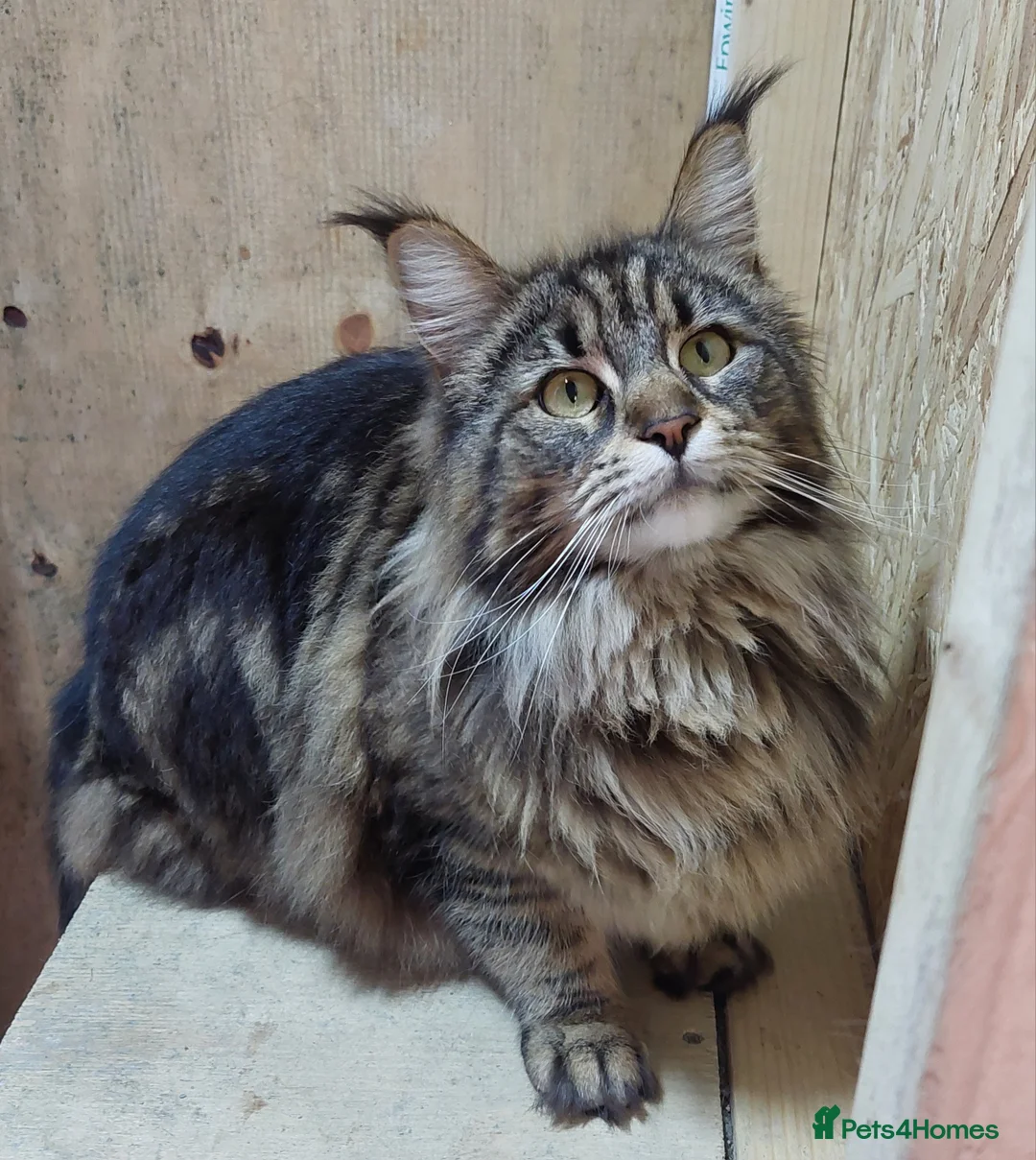Maine Coon cats for sale: TICA REGISTERED FEMALE AVAILABLE  - Advert 3