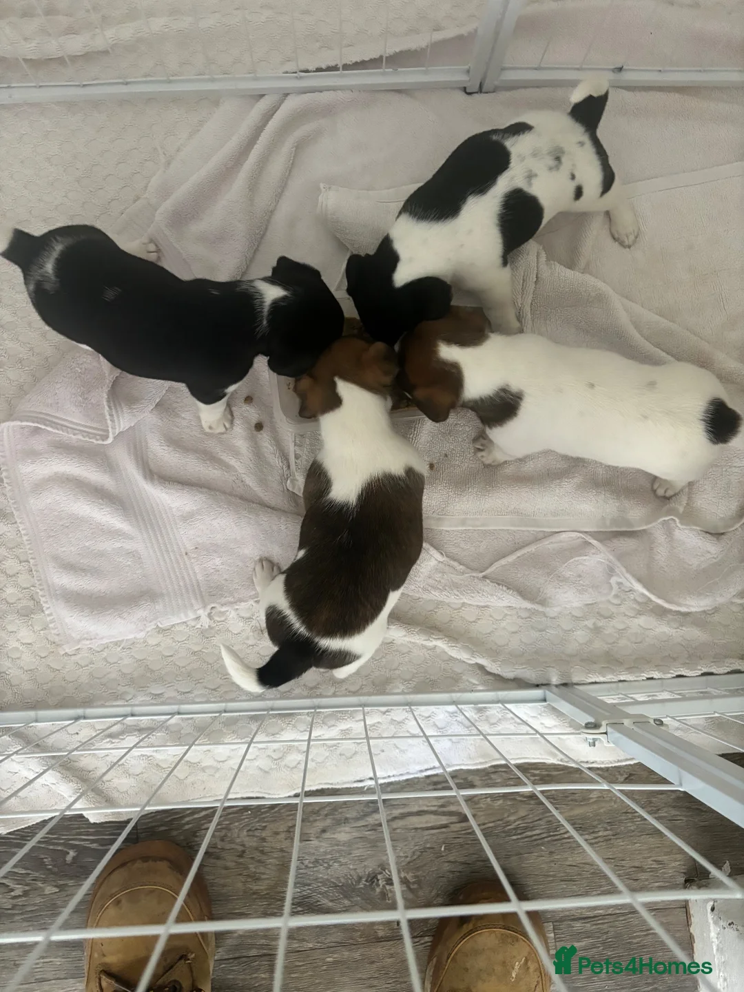 Jack Russell dogs for sale: Top quality jack Russell puppy’s for sale  in Chalfont Saint Giles - Advert 8