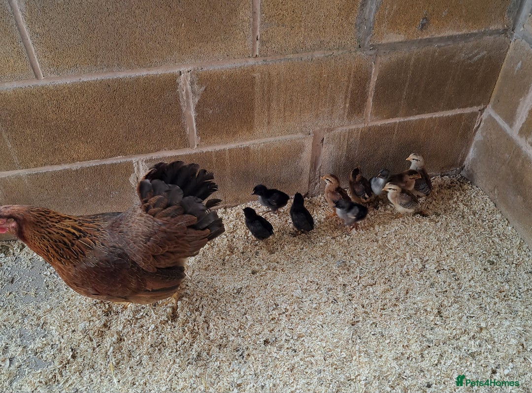 Chickens poultry for sale: Hen with chicks - Image 3