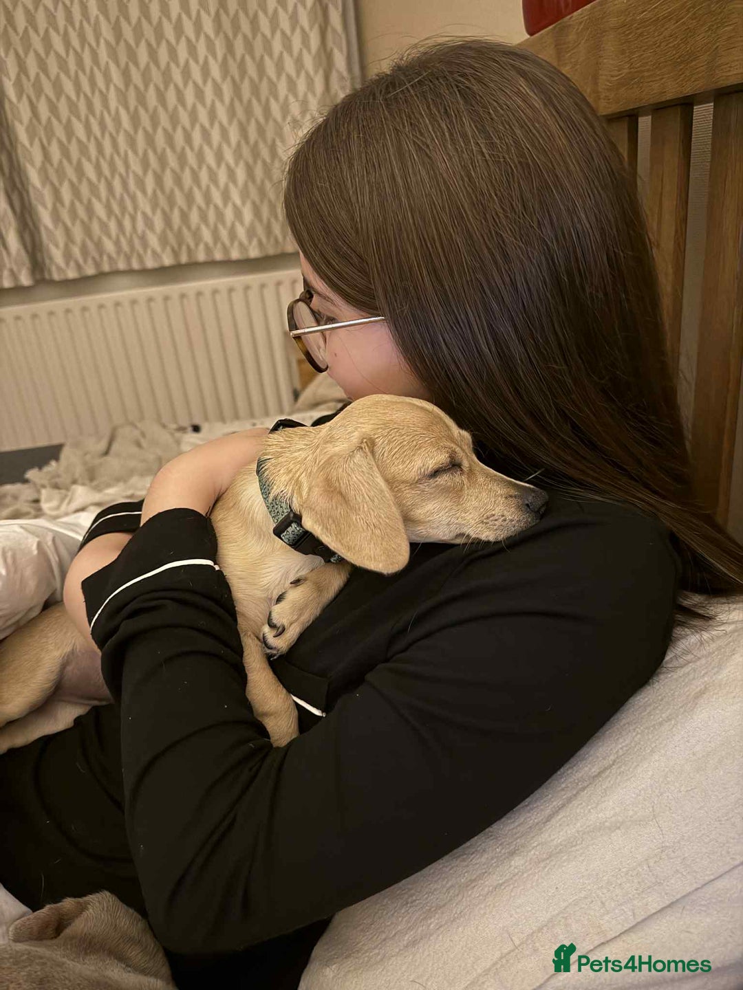Mixed Breed dogs for adoption: Rusty the tiny cuddle monster  - Image 7