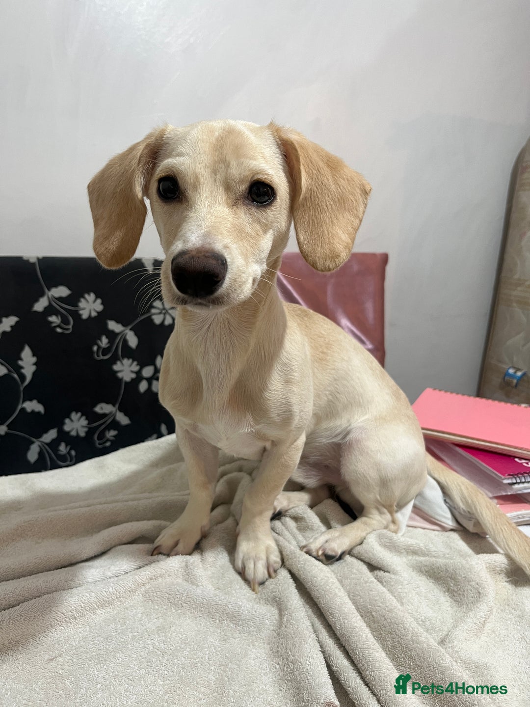 Mixed Breed dogs for sale: Adorable 7 months mini dachshund puppy! 🐶 - Advert 13