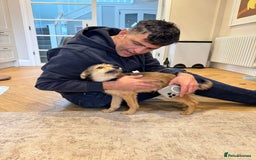 Mixed Breed dogs for adoption: Sweet sugar  - Image 14