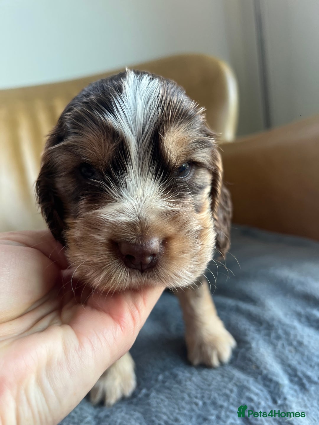 Cocker Spaniel dogs for sale: 🐾Gorgeous Cocker Spaniel Puppies 🐶🐾 - Image 14